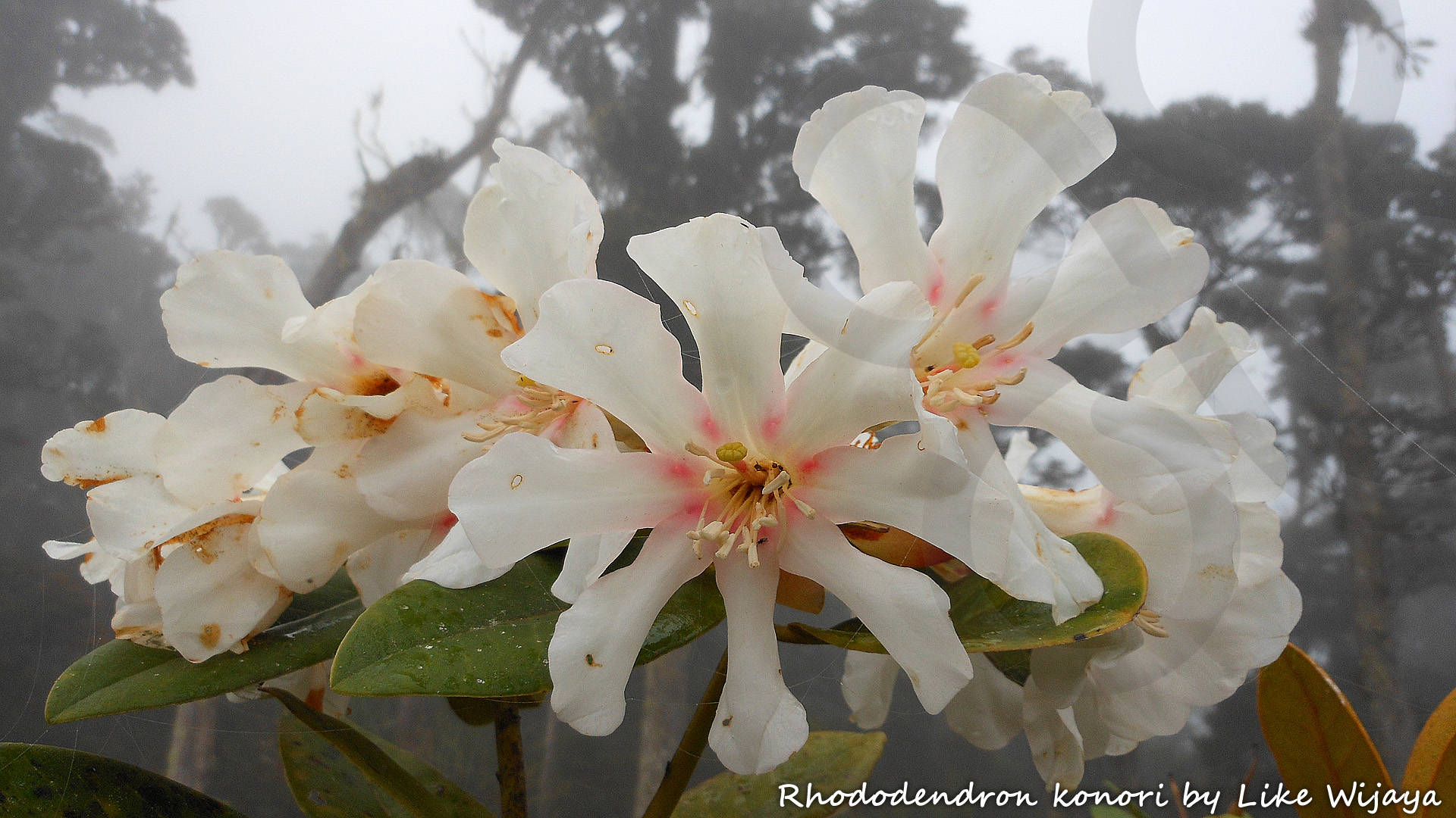 The shrub Rhododendron konori is a conspicuous feature of anthropogenic forest clearings above 1,600 m elevation in the Arfak Mountains on New Guinea's Bird's Head or Vogelkop Peninsula. Copyright © Like Wijaya