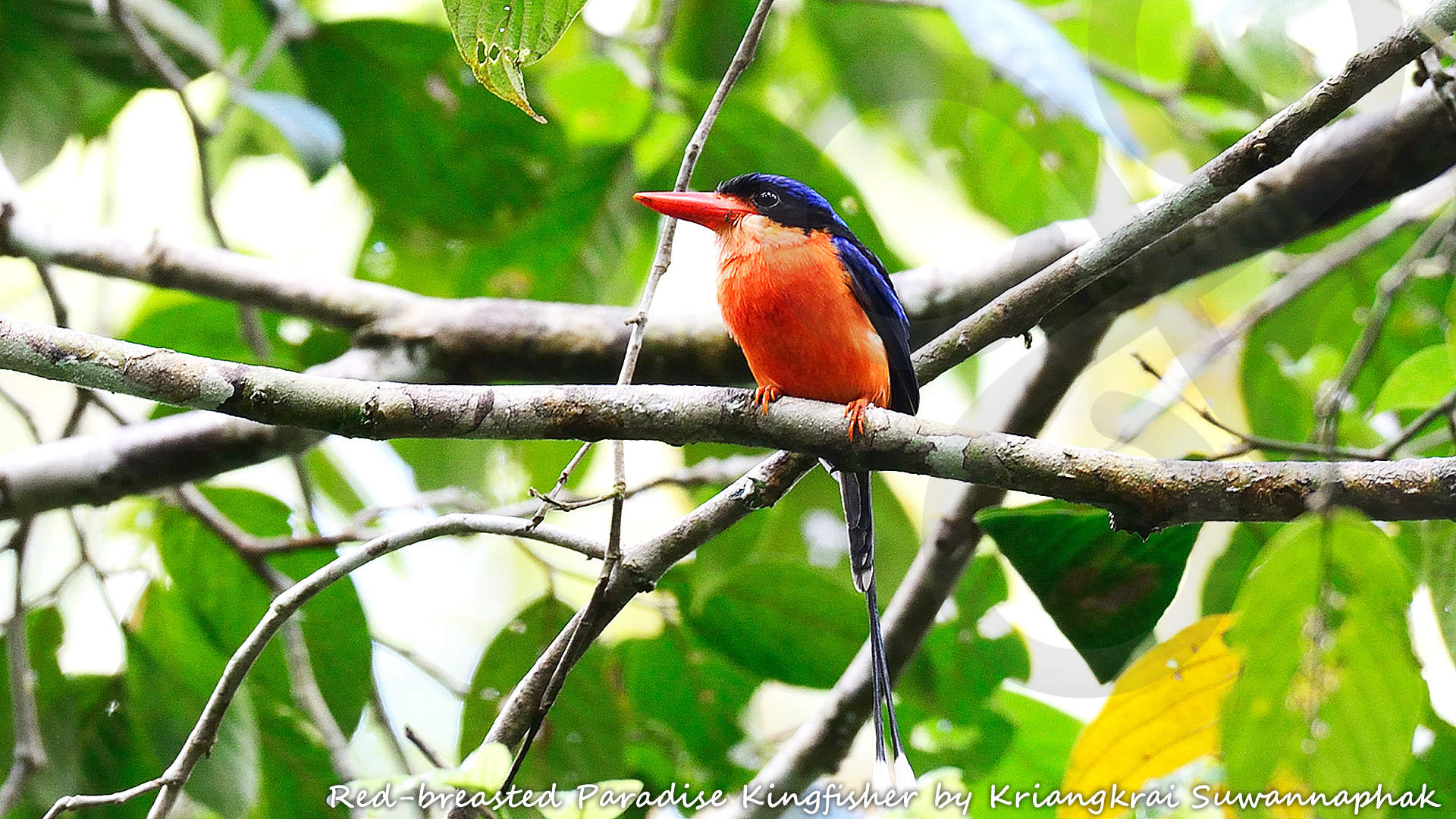 The restricted-range Red-breasted Paradise Kingfisher Tanysiptera nympha is mysteriously absent from many seemingly suitable forested localities within the Bird's Head or Vogelkop lowlands, and could be the highlight of a birding excursion around Sorong. Copyright © Kriangkrai Suwannaphak