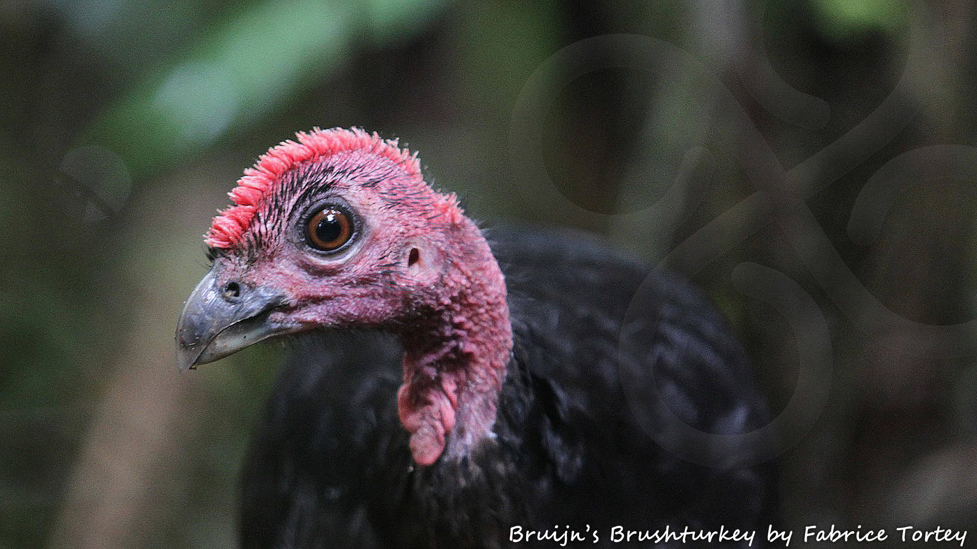 Bruijn's Brushturkey Aepypodius bruijnii is only known with certainty from the largest Raja Ampat island of Waigeo hence its alternative English name of Waigeo Brushturkey. Copyright © Fabrice Tortey