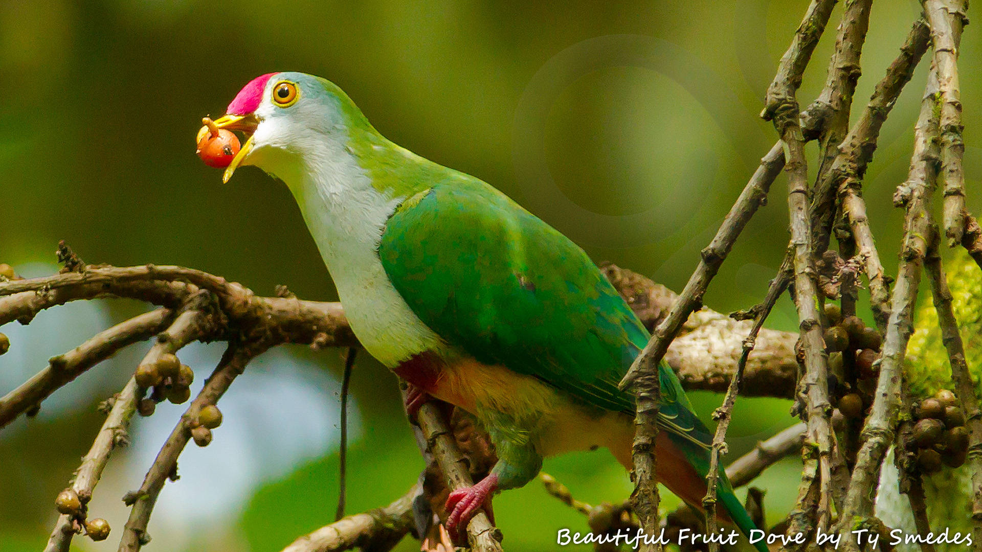 The lowland-dwelling Beautiful Fruit Dove Ptilinopus pulchellus is one of 289 New Guinea endemics that always is a thrill to see. Copyright © Ty Smedes