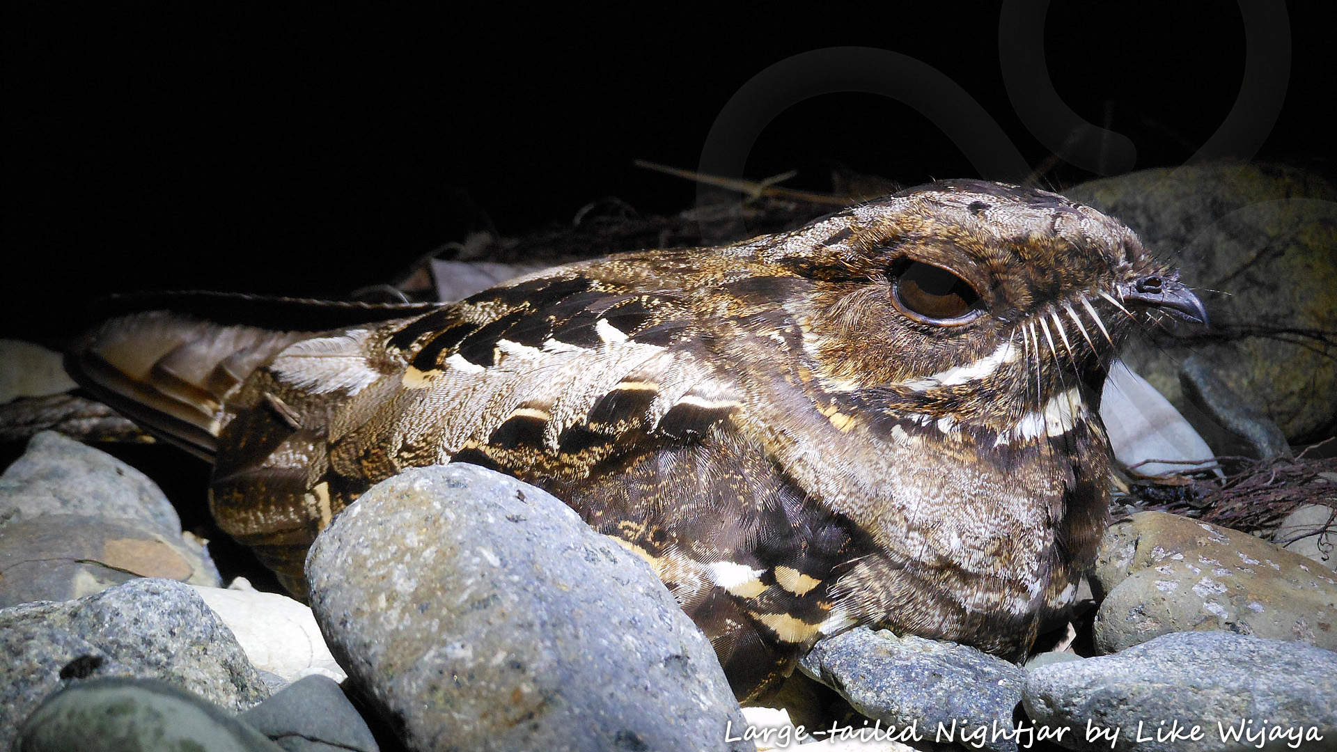 Large-tailed Nightjar Caprimulgus macrurus is one of 243 widespread residents in West Papua that can be seen around Lake Sentani. Copyright © Like Wijaya