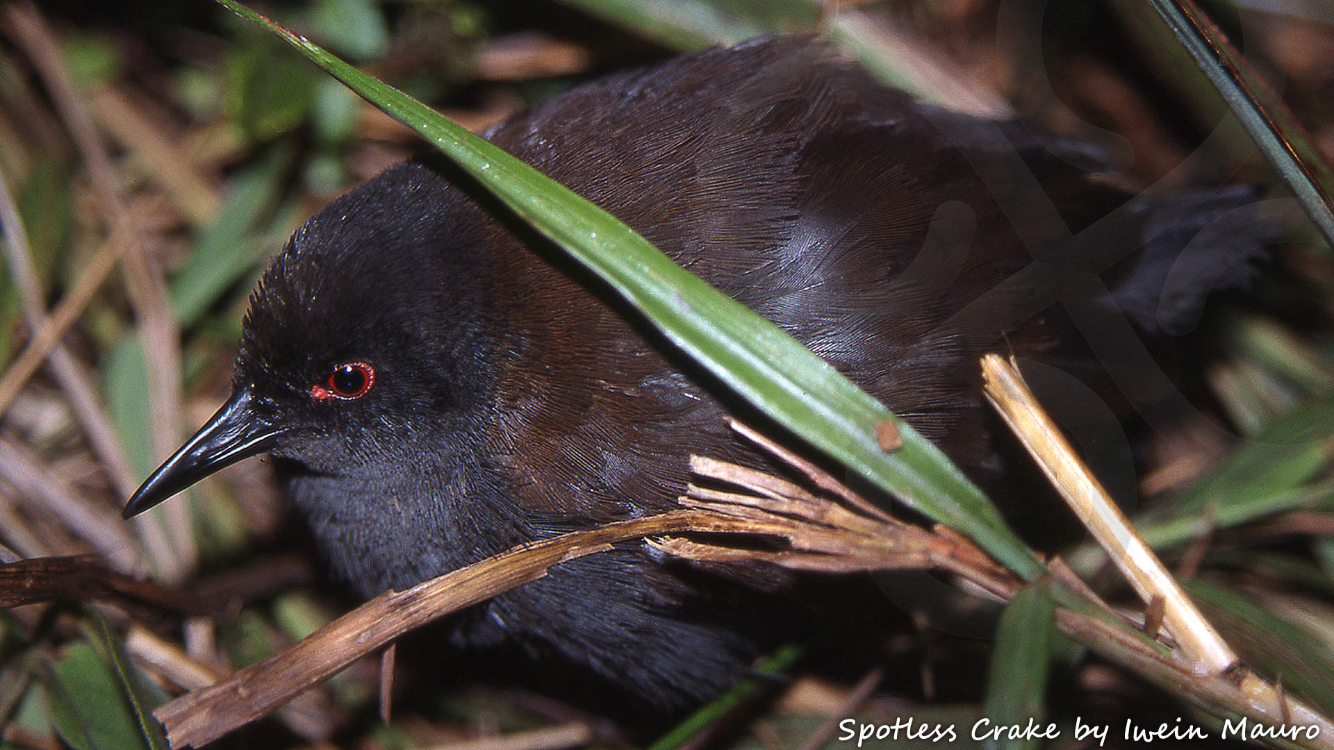 Spotless Crake Zapornia tabuensis is the commonest species of rail in the mid-montane wet grasslands of the Anggi Giji basin in the Arfak Mountains on New Guinea's Bird's Head or Vogelkop Peninsula. Copyright © Iwein Mauro