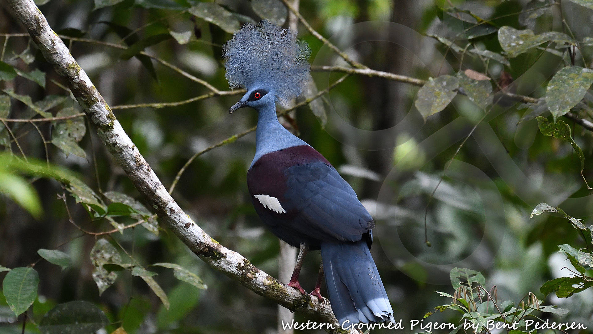 The delightful Western Crowned Pigeon Goura cristata is among 61 bird species that are endemic to West Papua and, except for an introduced population on the Moluccan island of Seram, occurs nowhere else on Earth. Copyright © Bent Pedersen