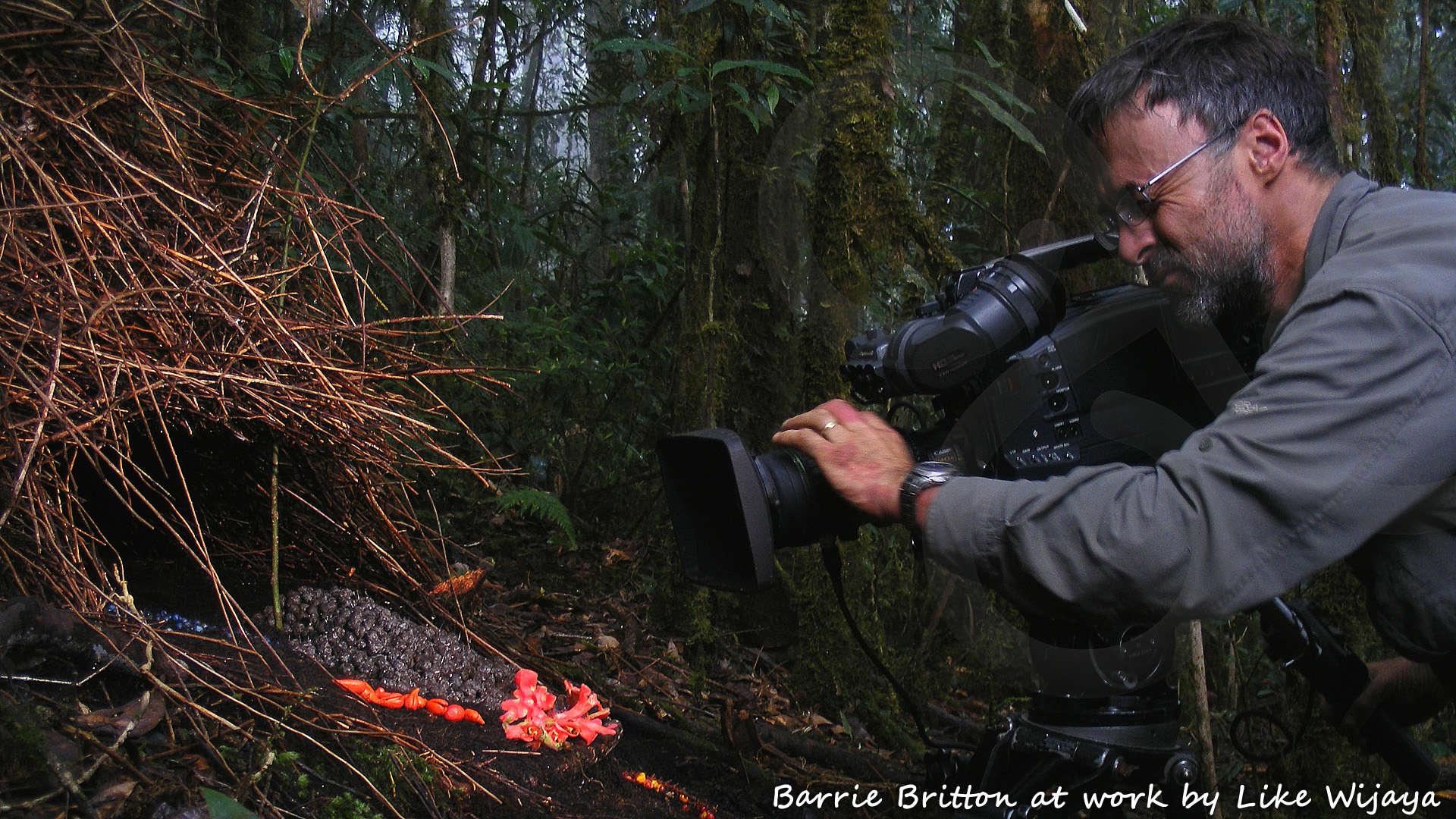 Cameraman Barrie Britton spent nearly 200 hours sequestrated in hides in order to obtain the ultimate dream-sequence of courting and mating vogelkop bowerbirds, not surprisingly a world first! Copyright © Like Wijaya