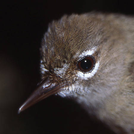 Tropical Scrubwren Sericornis beccarii is among a host of new island records for Waigeo first obtained by Iwein Mauro back in 2002. Copyright © Iwein Mauro