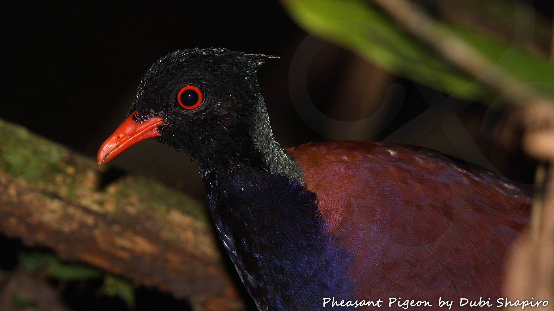 New Guinea forest bird communities differ markedly from elsewhere in featuring an unusually high proportion of ground-dwellers like this strange Pheasant Pigeon Otidiphaps nobilis which belongs in its own genus and is among 290 bird species in West Papua that are endemic to the New Guinea or Papuan avifaunal region. Copyright © Dubi Shapiro