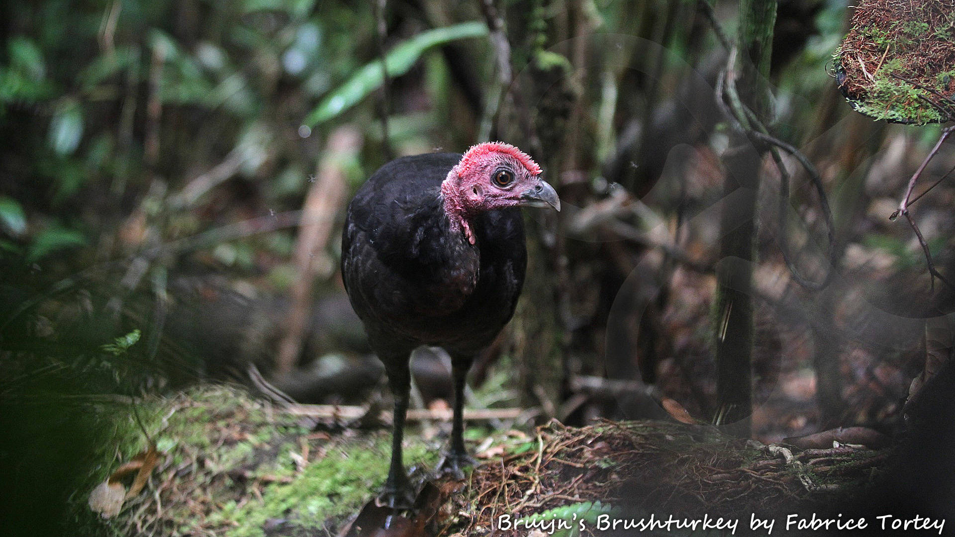 Bruijn's Brushturkey Aepypodius bruijnii is among 66 bird species that occur only in West Papua and nowhere else on Earth. It appears to be entirely confined to the largest Raja Ampat island of Waigeo. Copyright © Fabrice Tortey