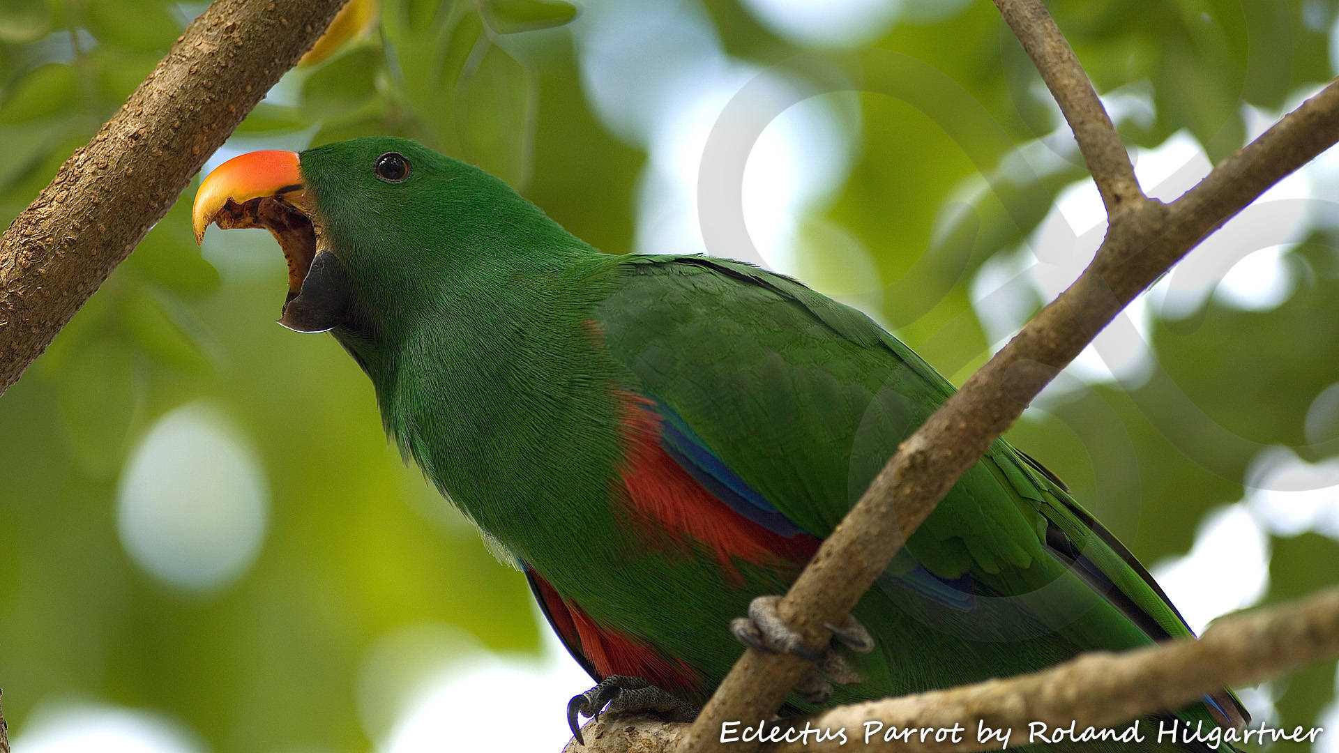 Papuan Eclectus Eclectus polychloros is widely distributed throughout the lowland forests of the New Guinea region and beyond. Copyright © Roland Hilgartner